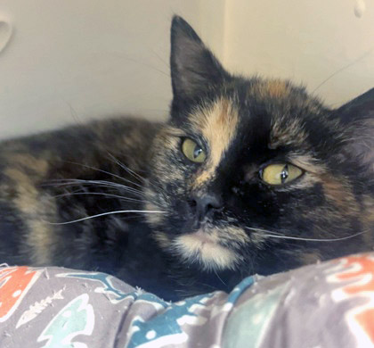 View Hailey the Cat Photo #1