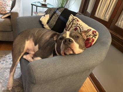 View Zeus The Mighty (in Foster) the Dog Photo #1