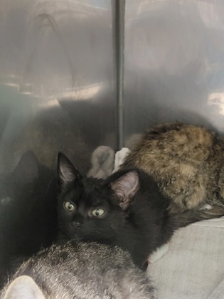 Help Rehome This Cat Cat