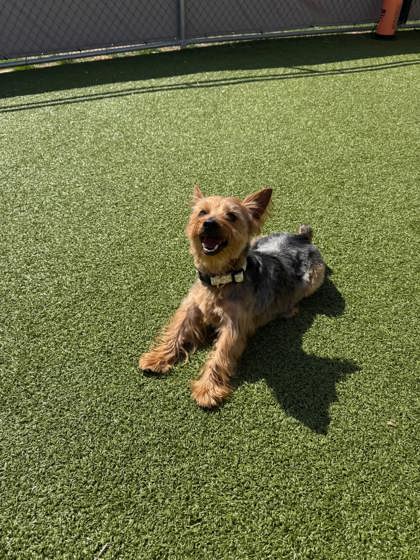 View Porky Pete the Dog Photo #1