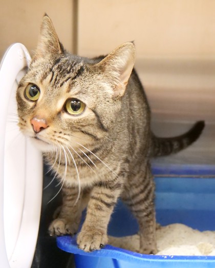 View Tabby Grace the Cat Photo #1