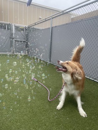 View Bubblegum the Dog Photo #1