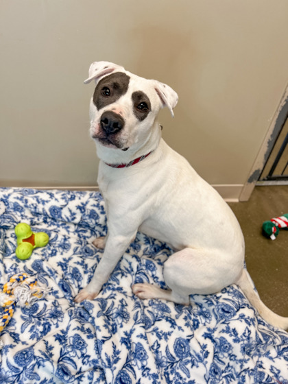 View Tate (in Foster) the Dog Photo #1