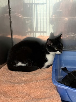 View Bella (Bonded To Baby) the Cat Photo #1