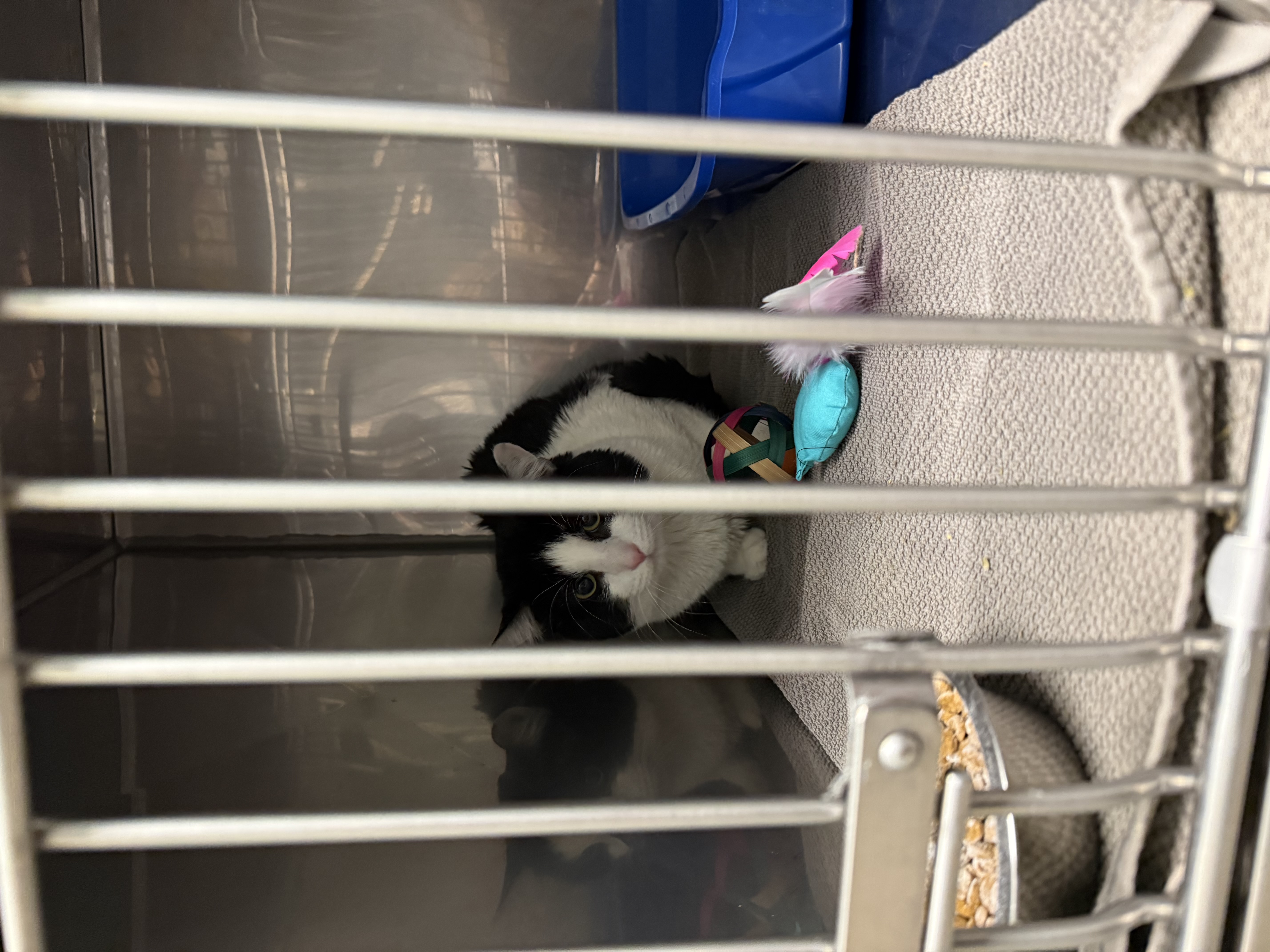 View Found Cat Photo #1