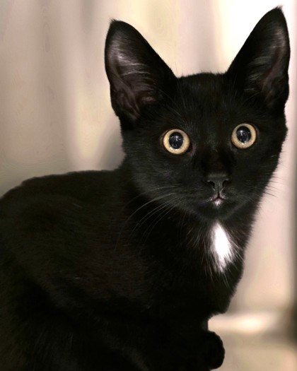 MICHAEL MEOWERS - Domestic Shorthair / Mix available for adoption