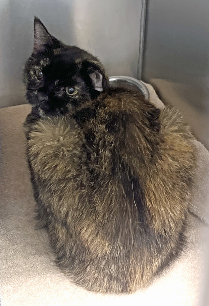 Learn More About Kalee (bonded With Kacey)