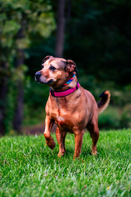 View Ceecee the Dog Photo #3