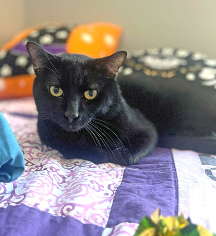 View Ace the Cat Photo #1