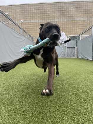 View Titan the Dog Photo #1