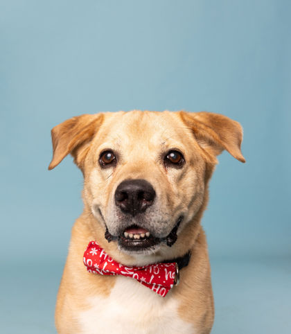 View Marley the Dog Photo #1