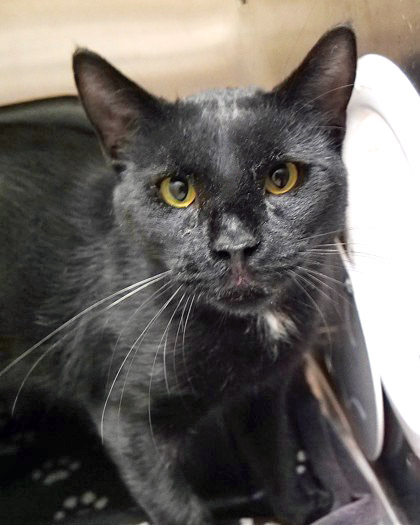 View Maxy Man the Cat Photo #2