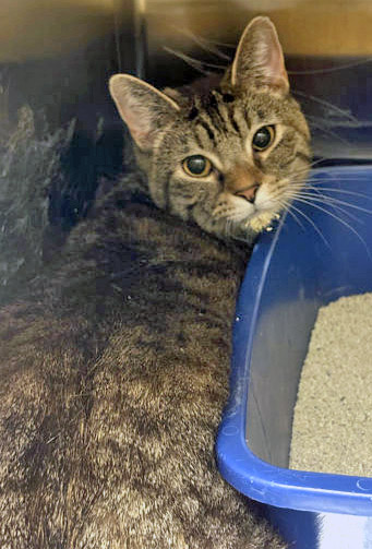 View Rene the Cat Photo #2