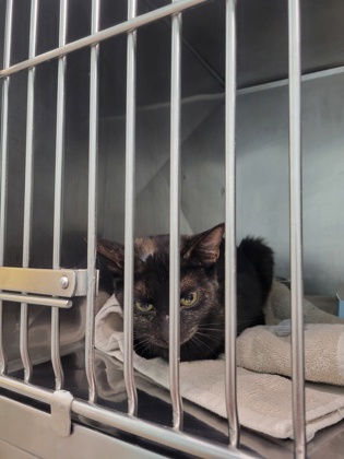 Help Rehome This Cat Cat