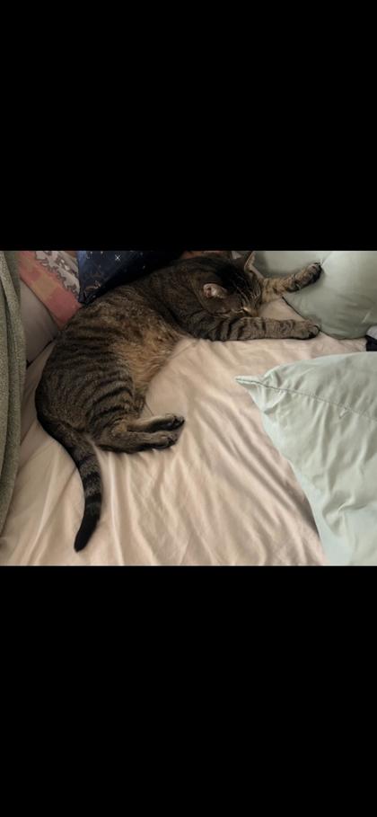 Have You Seen This Cat? Cat