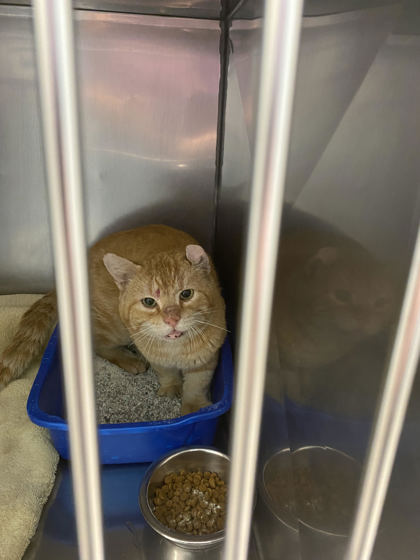 View Found Cat Photo #1