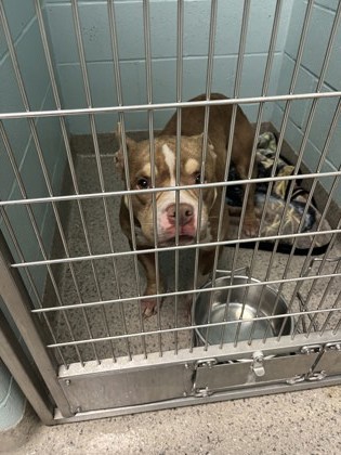 View Bruno the Dog Photo #2