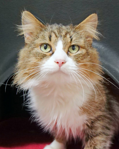 Learn More About Cookie Dough