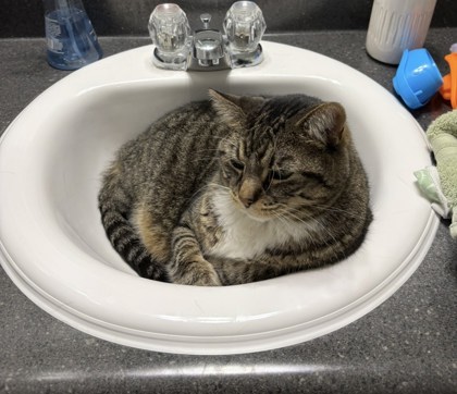 View Lost Cat Photo #1