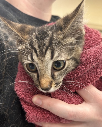 Help Rehome This Cat Cat