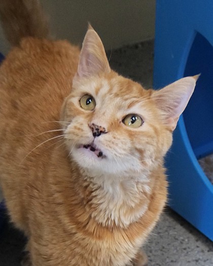 Learn More About Chester