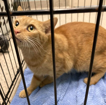 View Koch (at Smitten Kitten) the Cat Photo #1