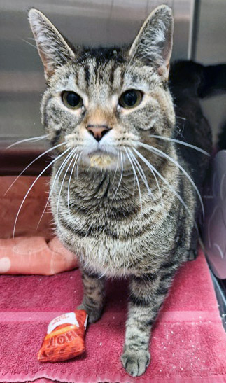 View Rene the Cat Photo #1