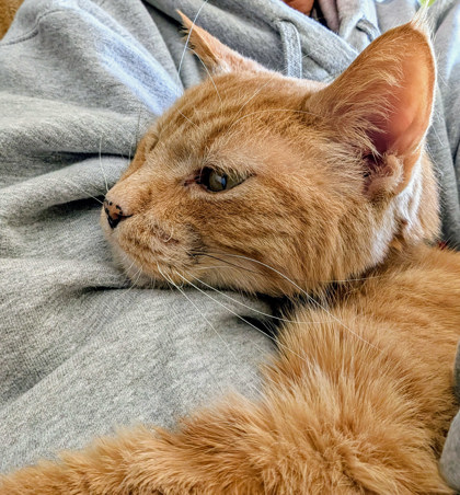 View Chester the Cat Photo #2