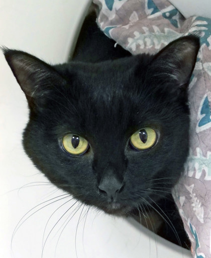 Photo of Cinder (in foster)