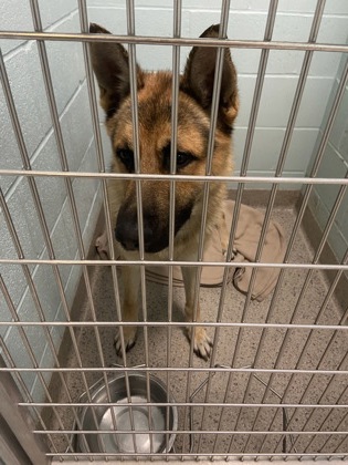 View Paco the Dog Photo #2