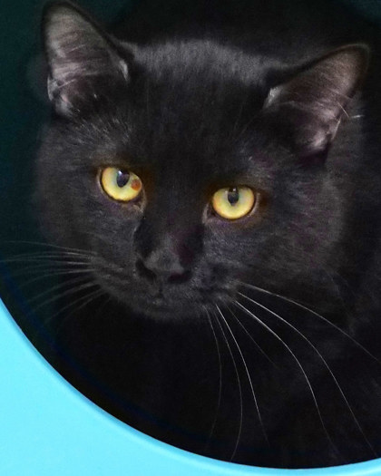 BIEBER - Domestic Shorthair / Mix available for adoption