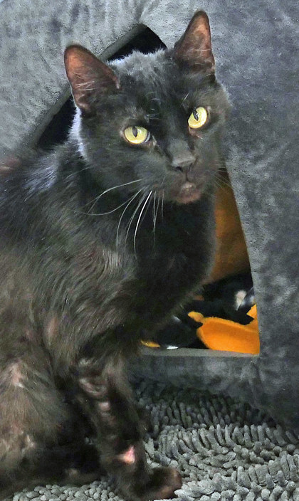 View Rudy (Bonded To Fatboy)(in Foster) the Cat Photo #1