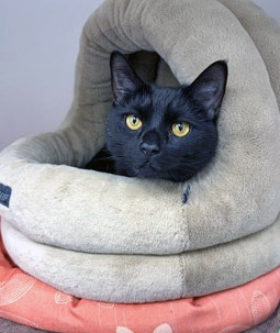 View Dale Pickle the Cat Photo #1