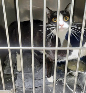 BISCUIT - Domestic Shorthair / Mix available for adoption