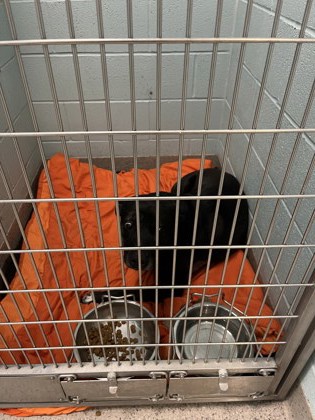 View Felix the Dog Photo #1