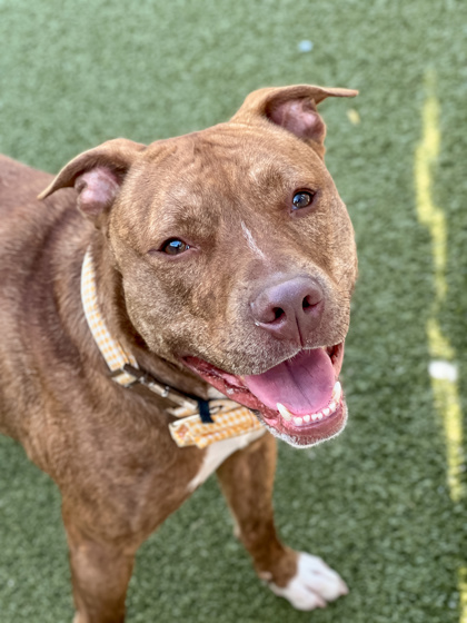 View Buddy Man the Dog Photo #1