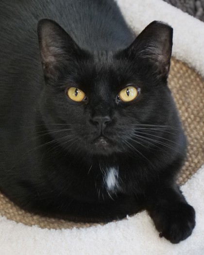 Learn More About Shadow