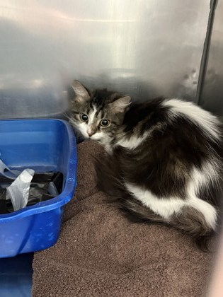 View Baby (Bonded To Bella) the Cat Photo #1