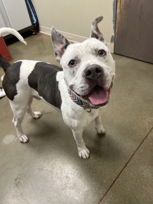 View Aries the Dog Photo #1