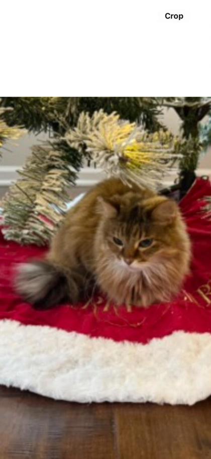 Have You Seen Callie? Cat