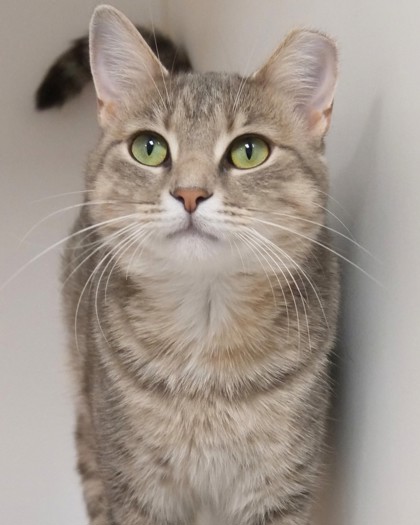 ROBIN - Domestic Shorthair / Mix available for adoption
