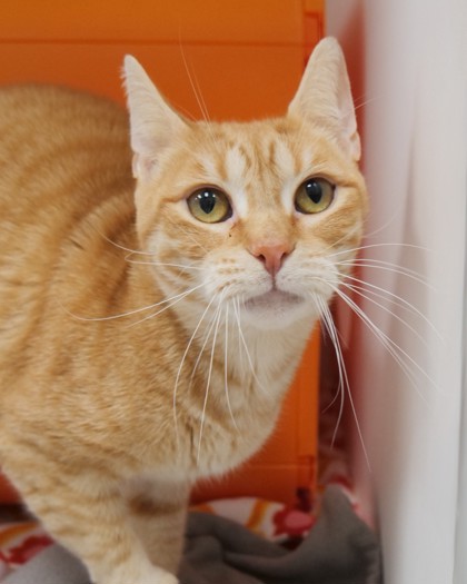 View Cayenne (at PetSmart) the Cat Photo #1