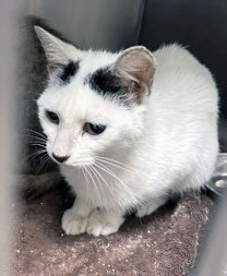 View Vap the Cat Photo #2