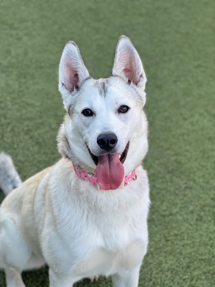 Photo of Bambi (in foster)