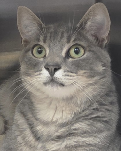 View Cotton Tail the Cat Photo #2