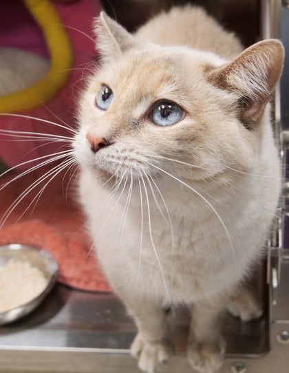 GIZMO - Domestic Shorthair / Mix available for adoption