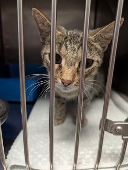 View Tiamat (at Smitten Kitten) the Cat Photo #2