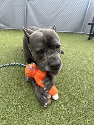 View Snow Goose the Dog Photo #2