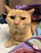 Learn More About Aladdin (in Foster) Photo of Aladdin (in foster)