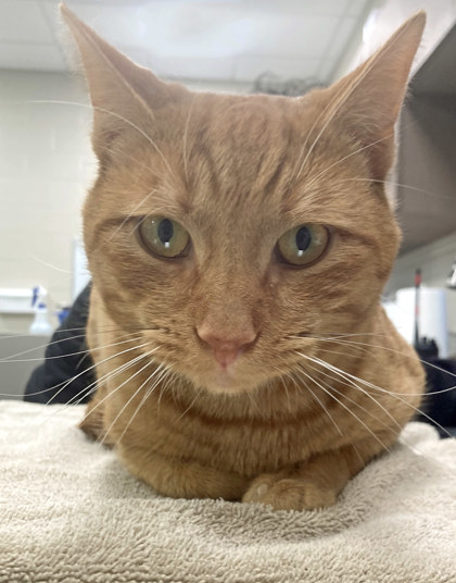 Learn More About Sunkist